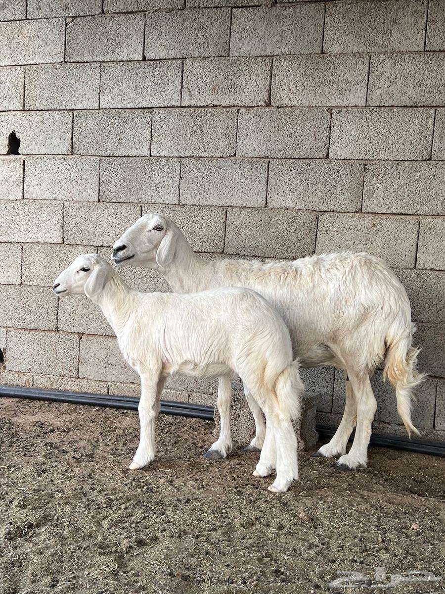 شاه حريه64393568735875110