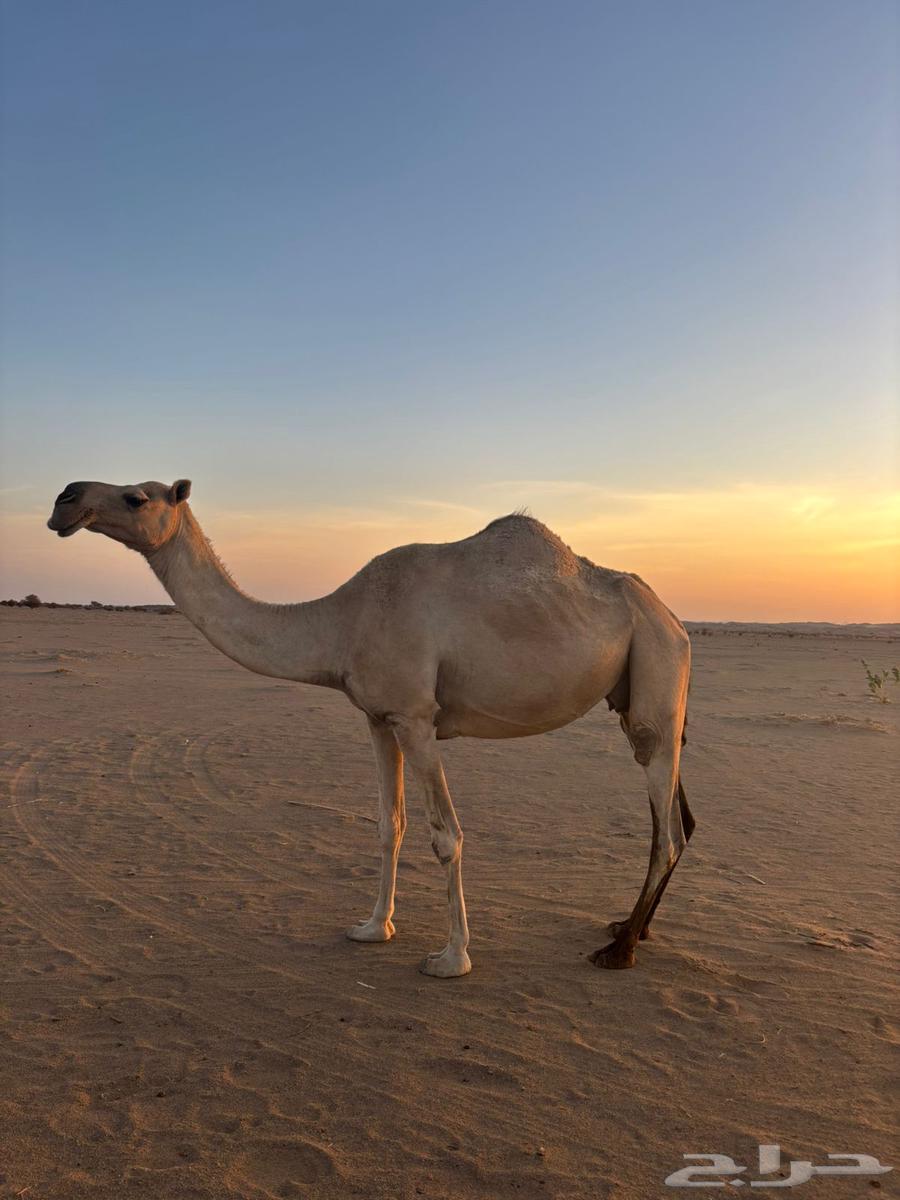 للبيع ناقه لقحه لها ست شهور شقحا سنه فاطر64397325536771112