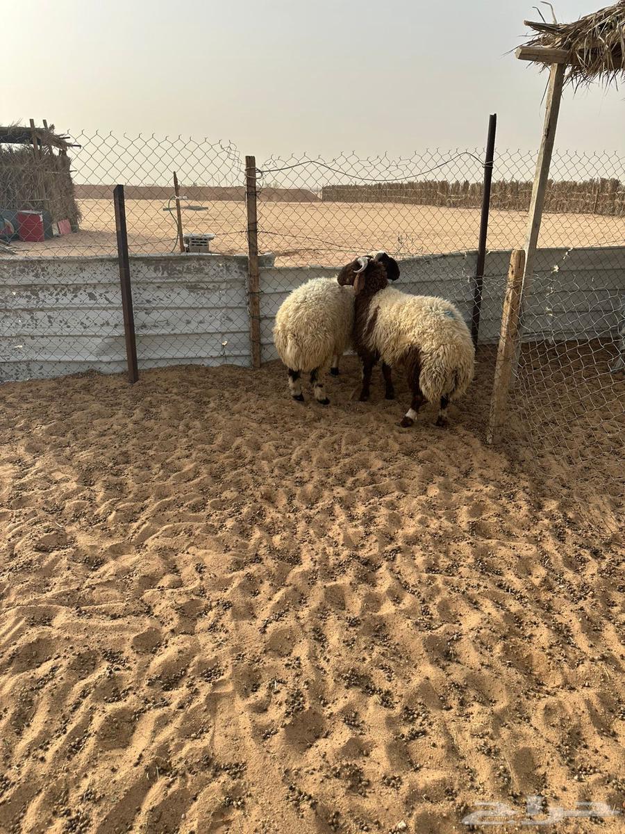 Naeem's Meat64395923615235110