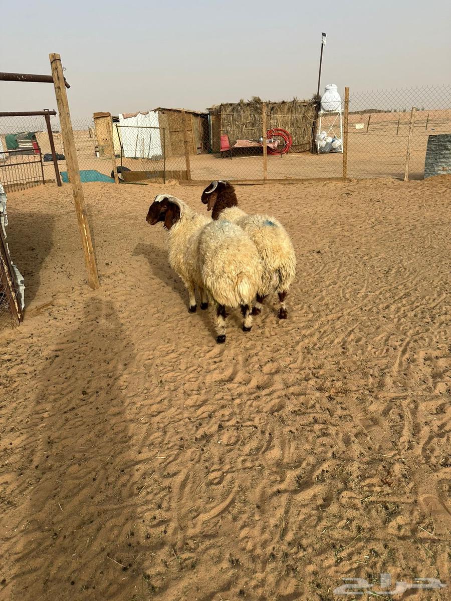 Naeem's Meat64395923615235113