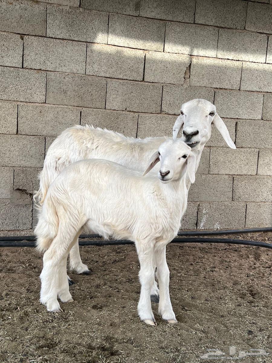 شاه حريه64393568735875113