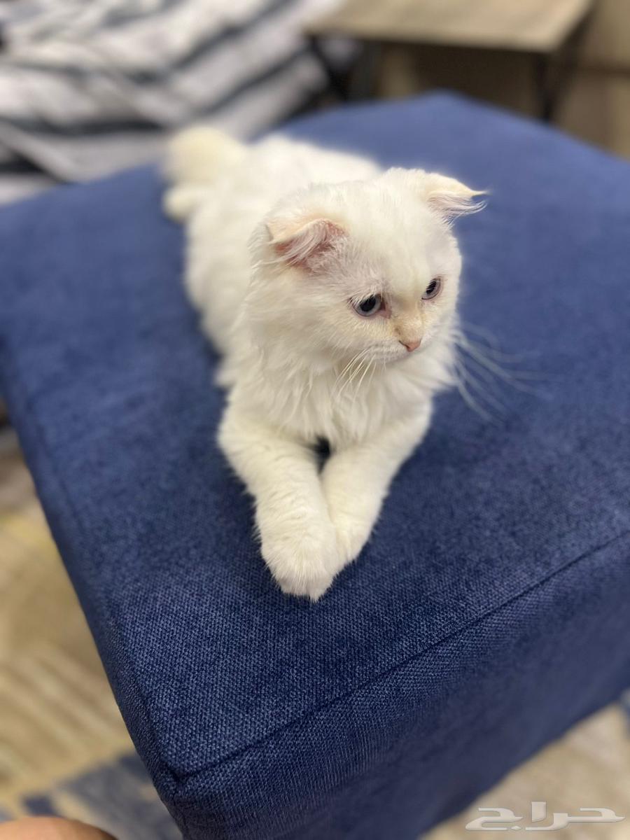 قطة انثى سكوتش فولد للبيع64391892998274111