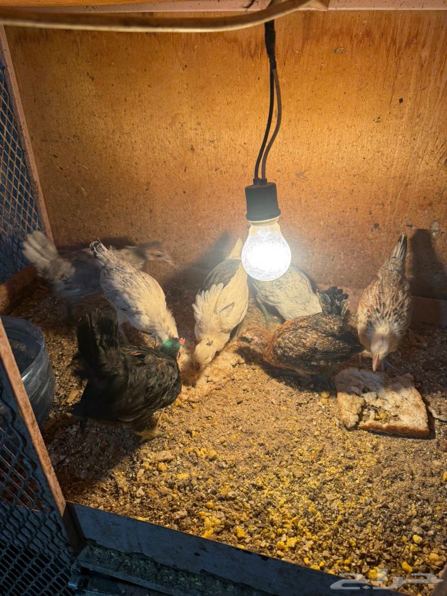 صيصان بلدي64397783308545110