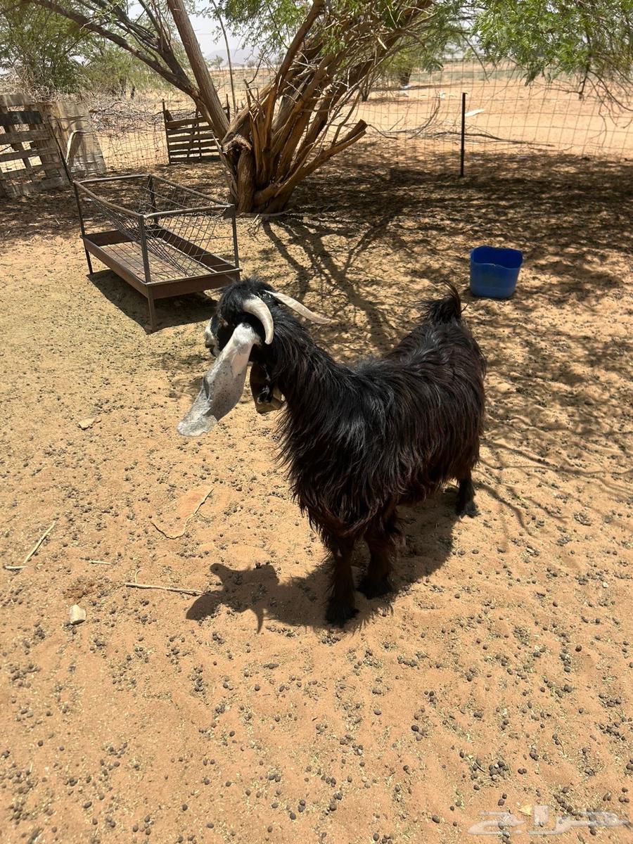 تيس للبيع64400925155074113