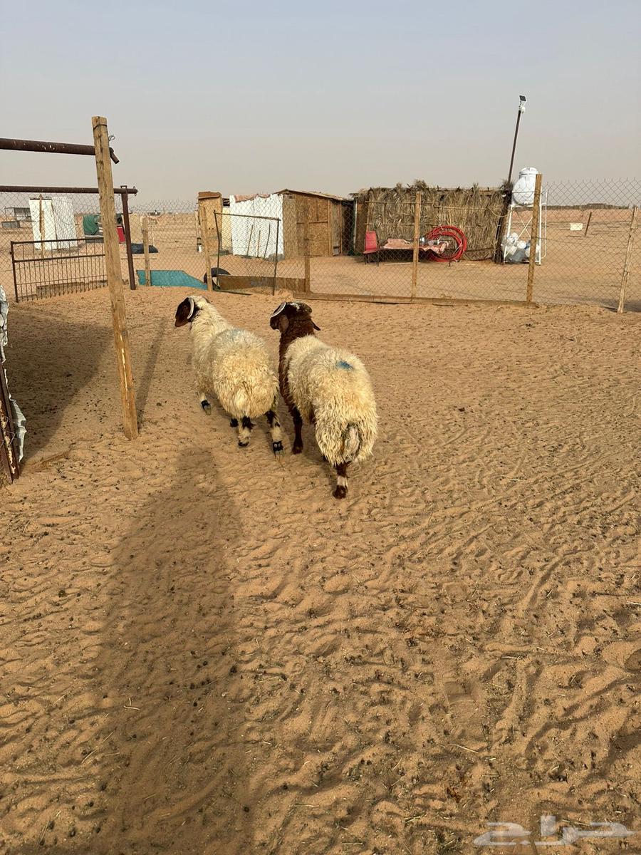 Naeem's Meat64395923615235112