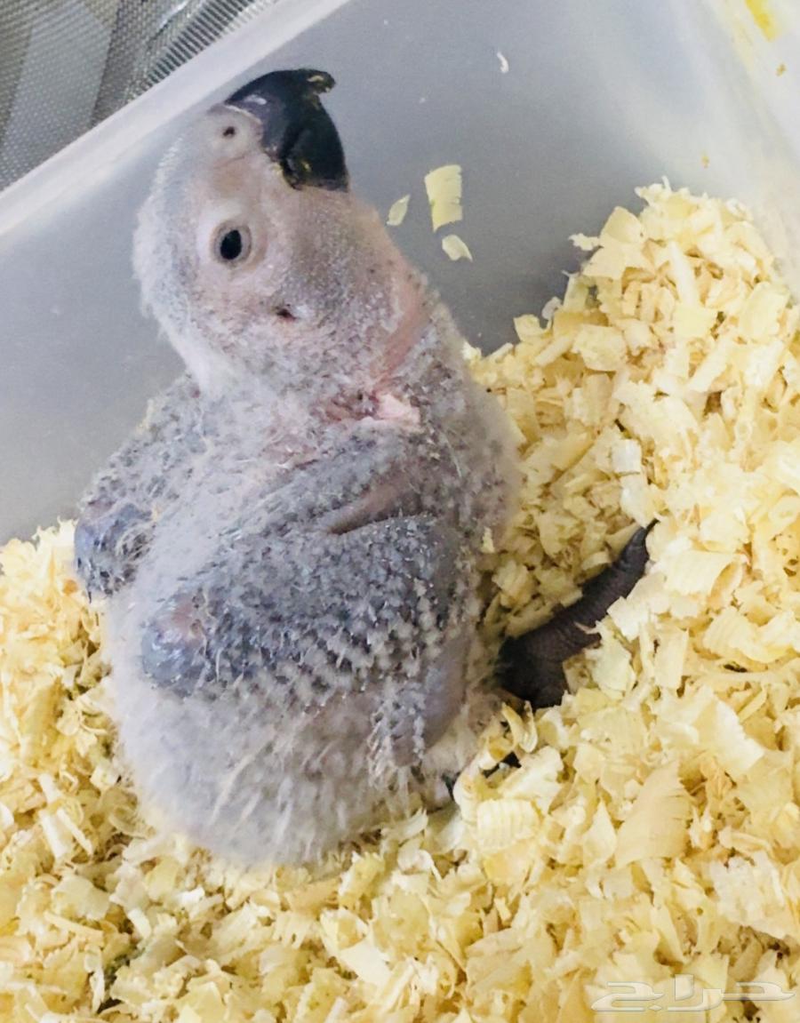 فرخ كاسكو انتاج محلي   ما شاء الله تبارك الله64397102320003111