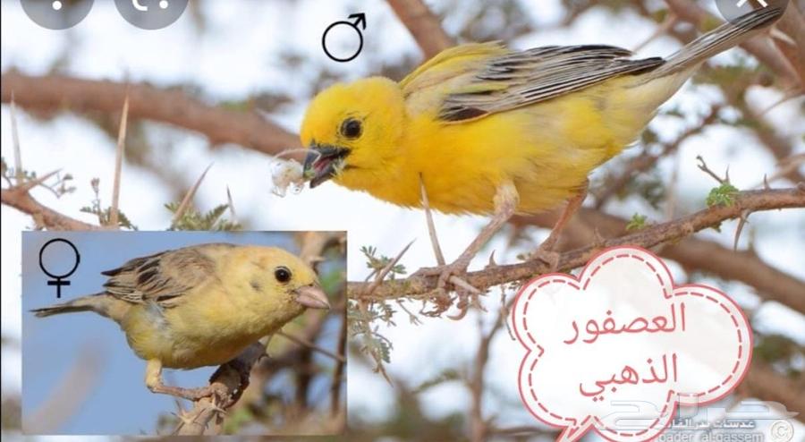 طيور النساج والعصفور العربي64393666029953111