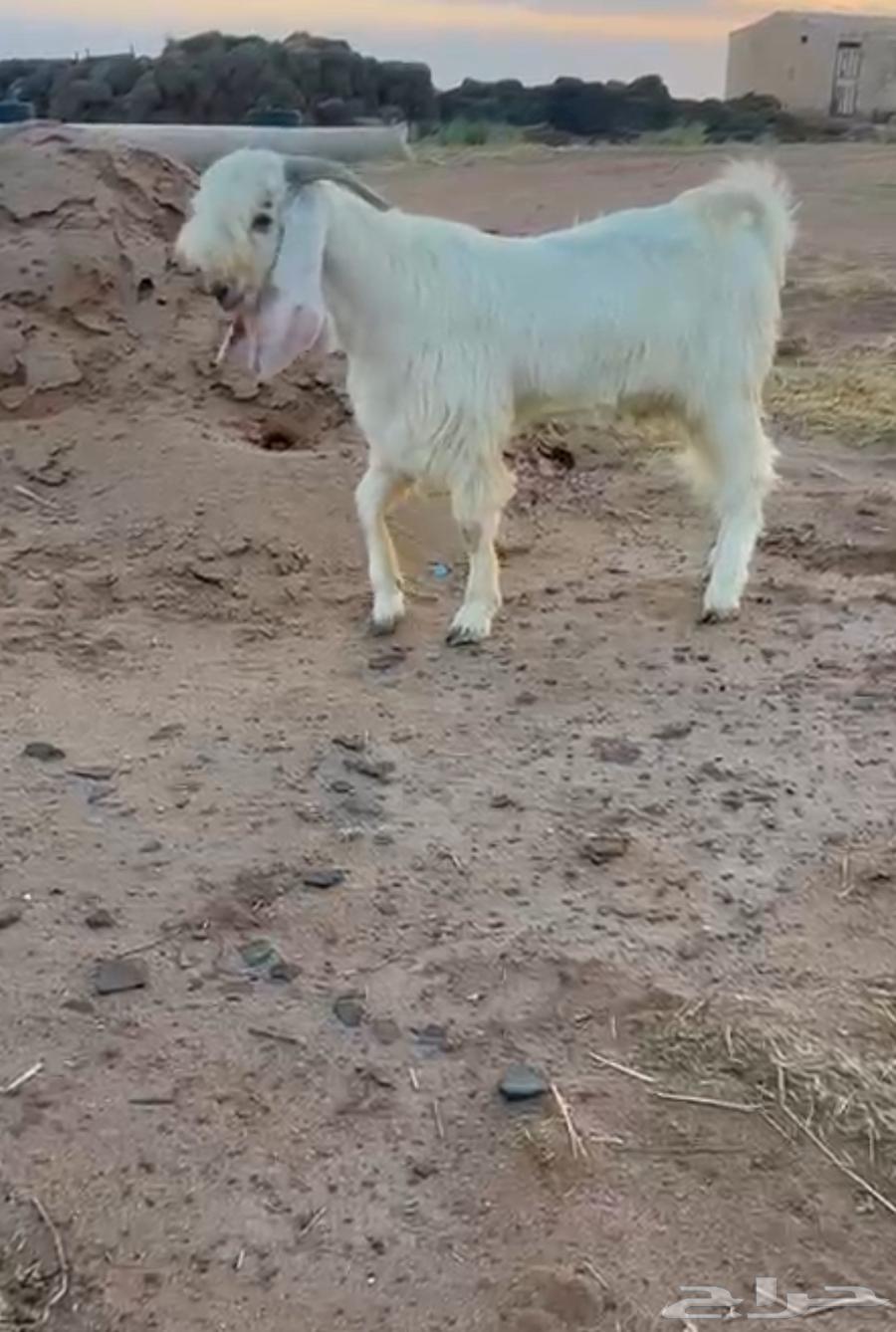 تيس ابيض مطوور64395337908226110