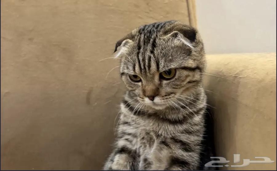 Scottish Fold64397617242754110