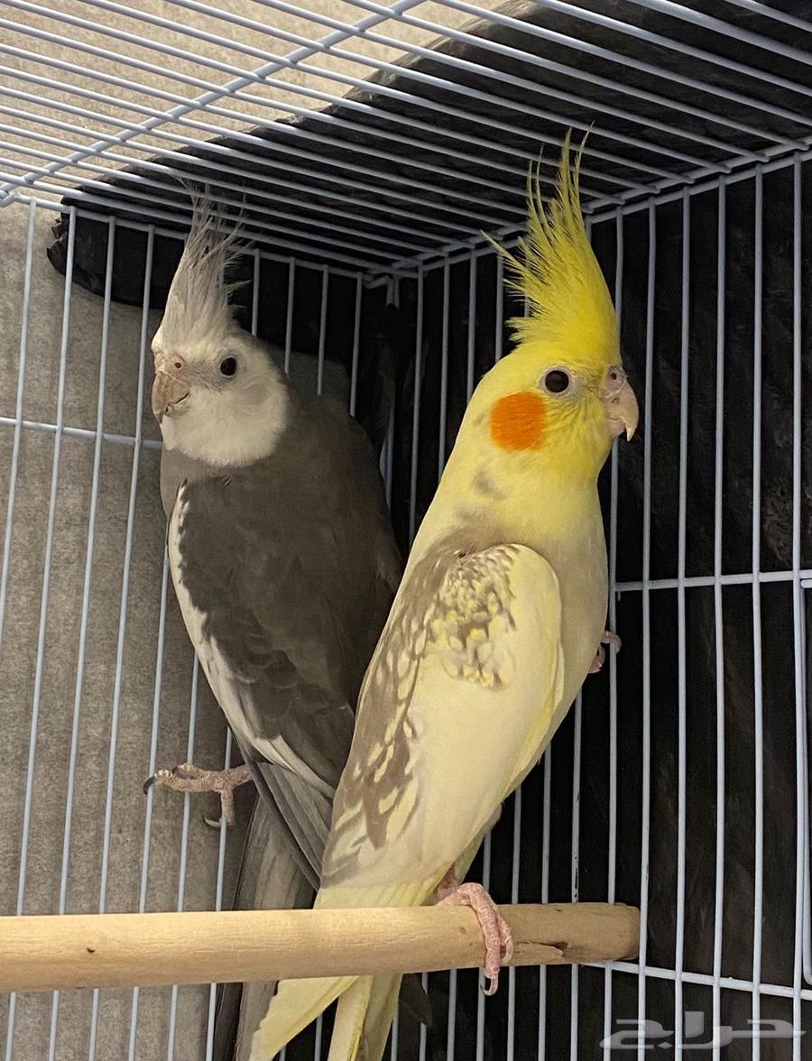 للبيع زوج كروان هولندي وباكستاني منتج64393444900866110