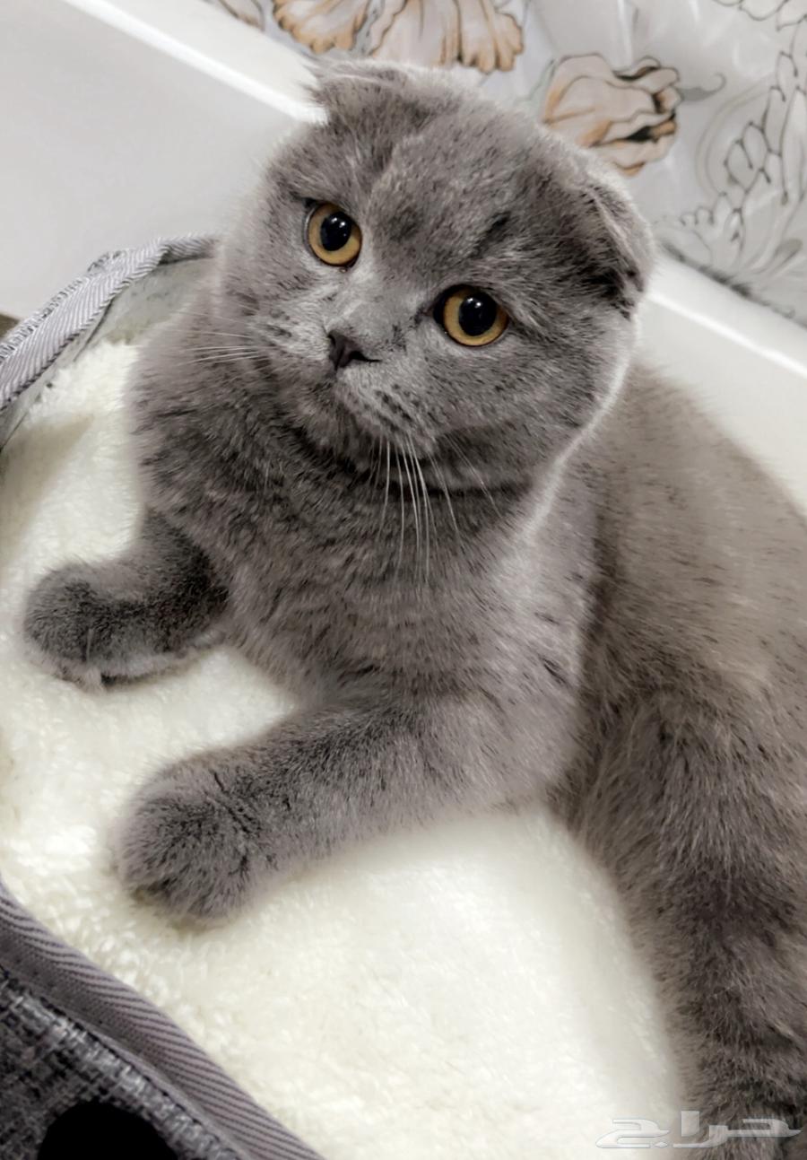 قطة للبيع64398828063491113