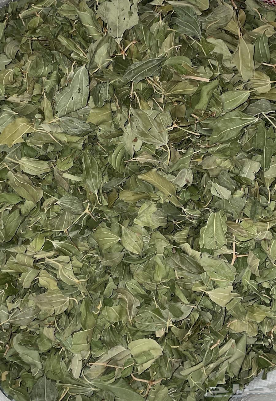 ورق سدر بلدي جاف64400674862977110