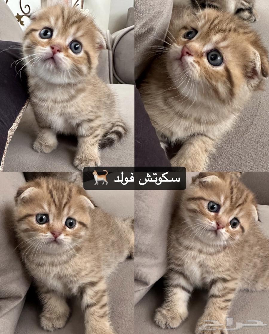 سكوتش فولد سكوتش ستريت للبيع64398284198145110