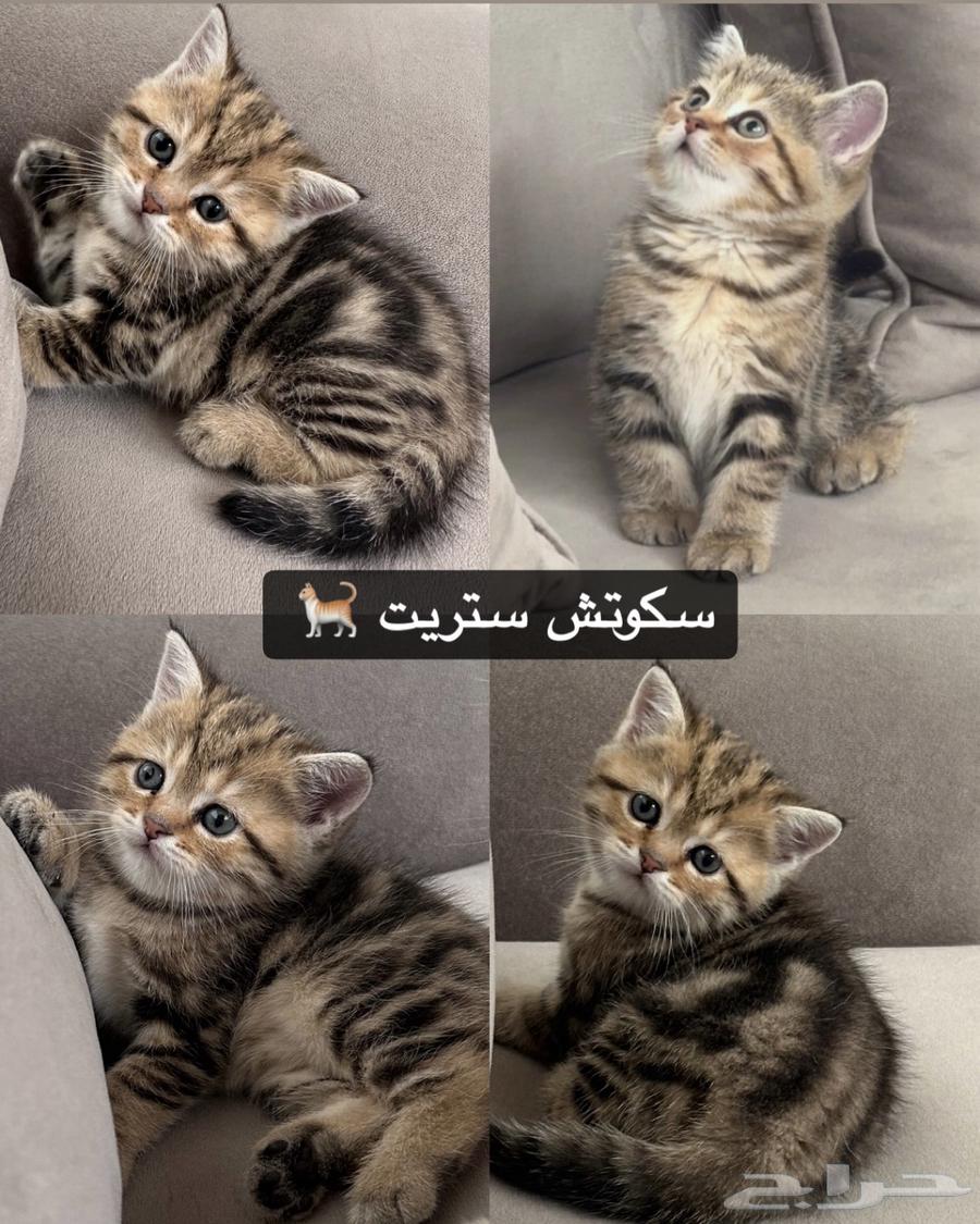 سكوتش فولد سكوتش ستريت للبيع64398284198145111