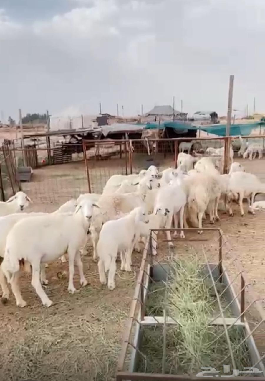 غنم خلفات للبيع64400535526275110