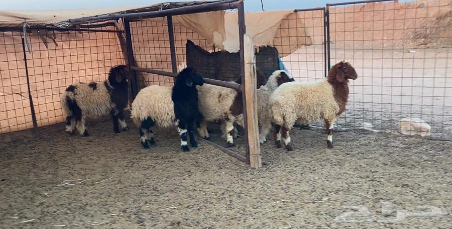 نعيم هرافي64396616882946112