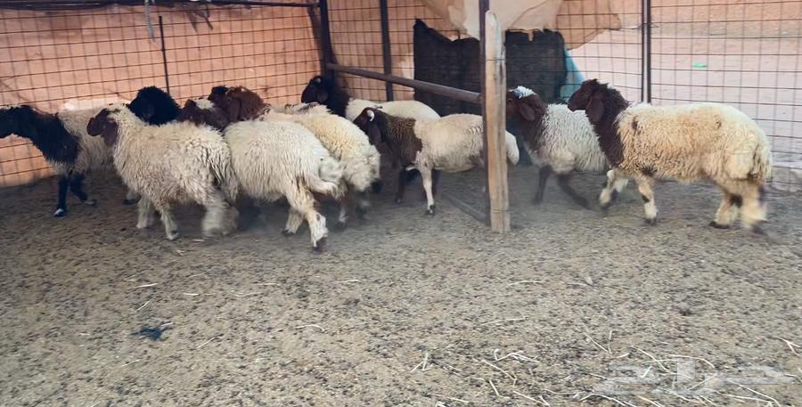 نعيم هرافي64396616882946110