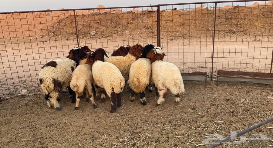 نعيم هرافي64396616882946111