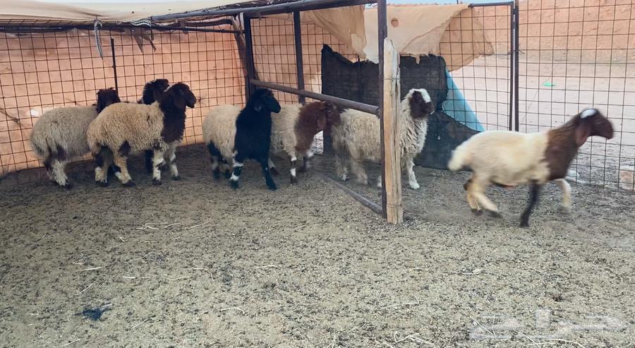 نعيم هرافي64396616882946114