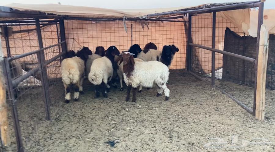 نعيم هرافي64396616882946113