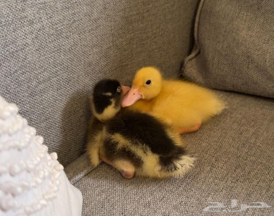 بط للبيع64398814192386110