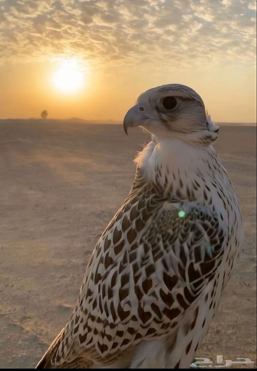 مطلوب طير وكري جير حر جير شاهين ب سعر مناسب64399619912963110