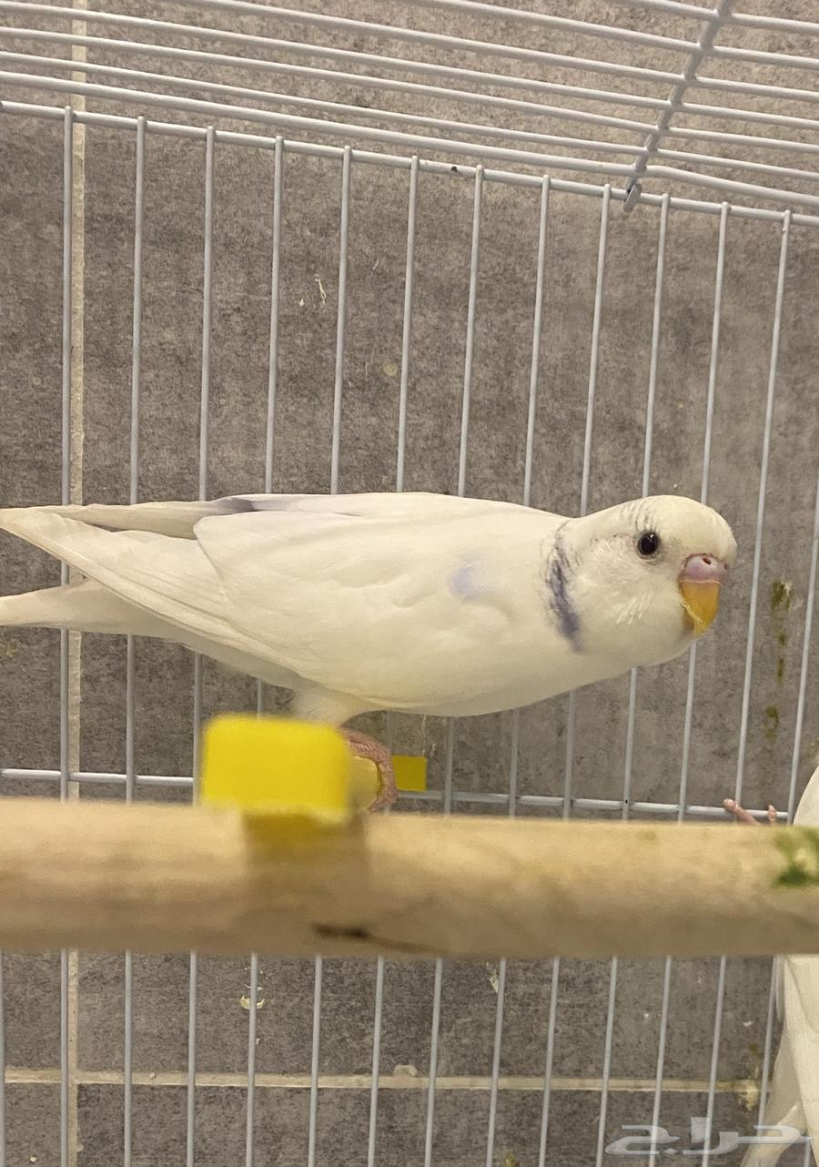 للبيع زوج بادجي سنقل سبنقل بندر فاكتور جاهز للانتاج64398630959874113