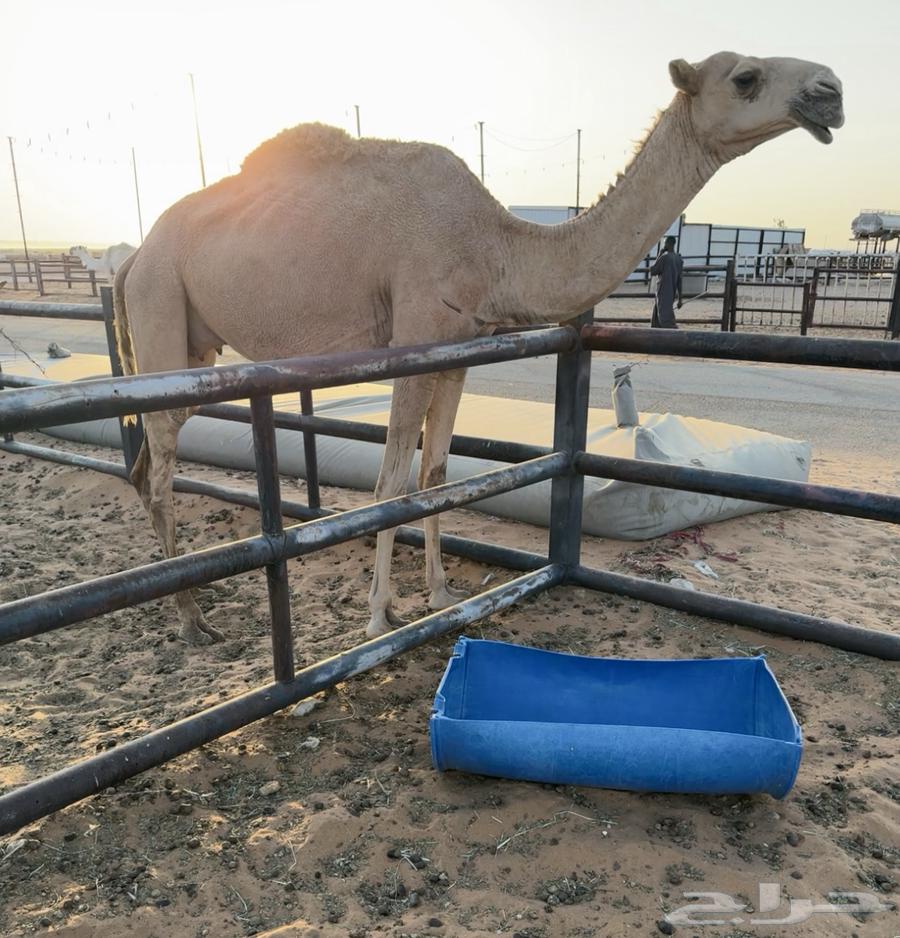 ضرايب طيبات64396365373442111