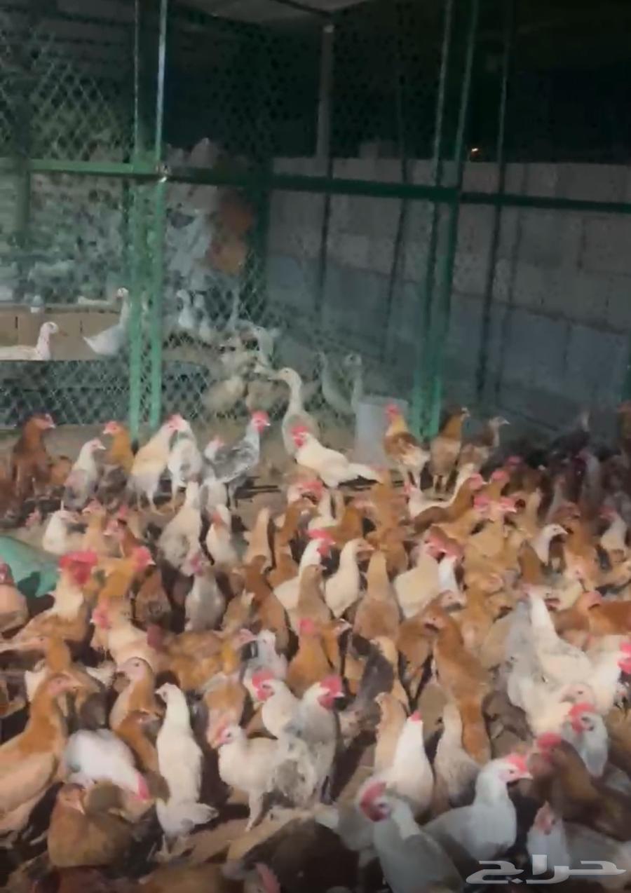 دجاج بلدي بشاير الاعمار من 3 اشهر الى 4 اشهر64397339643138114