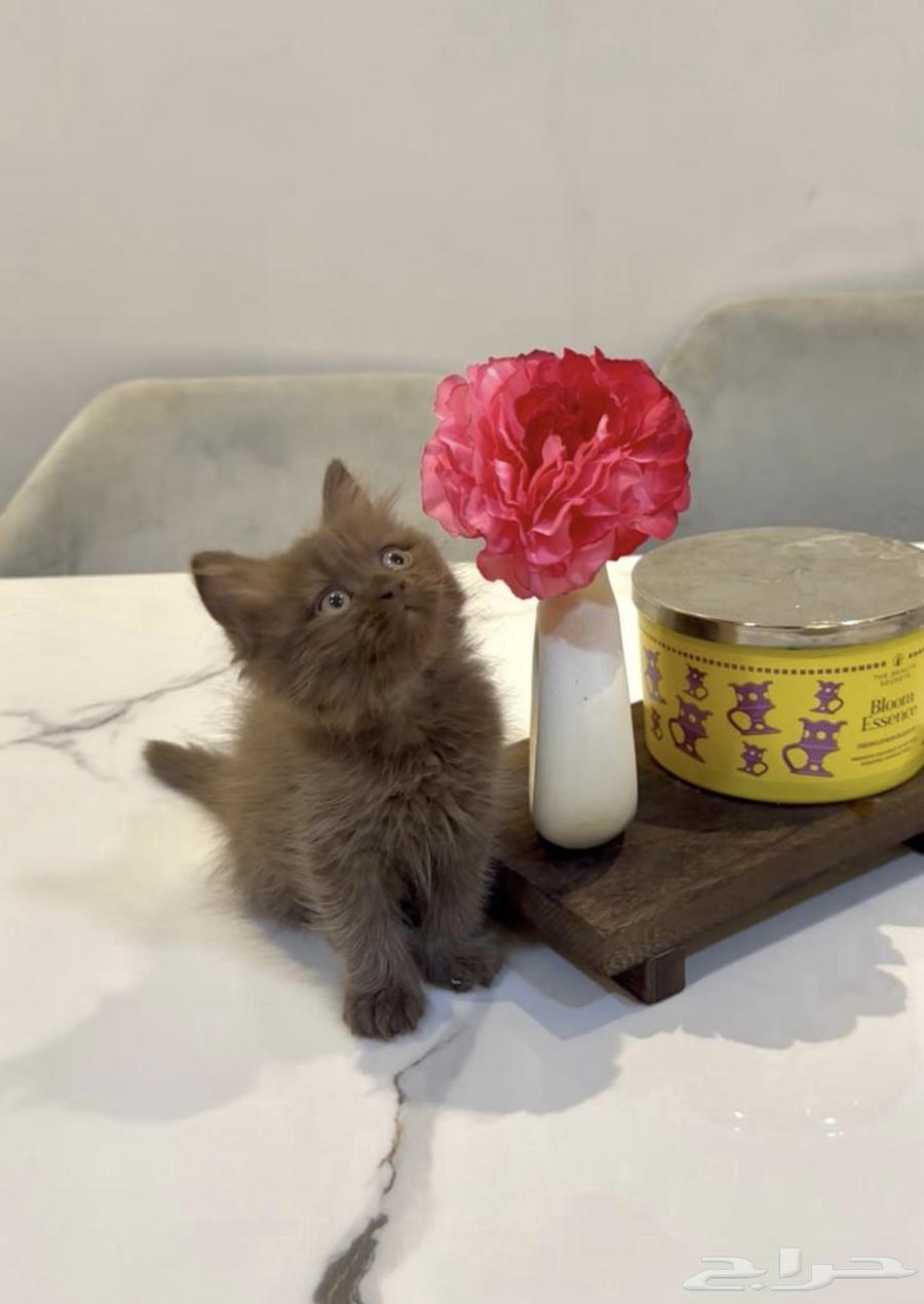 قطط برتش سينامون64399661838851110