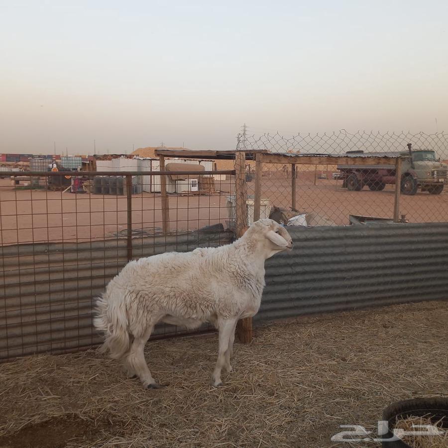 خروف حري فحل طيب وانتاجه طيب على الشرط64394868637825112