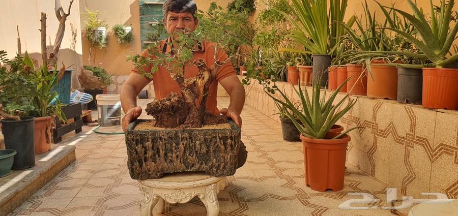 اشجار جميله ومنوعه بيع مستعجل يوجد كميه كبيره64396505575169110