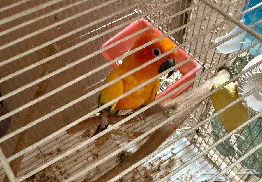 للبيع ذكر صن كنيور ذكر حار64396074773249110