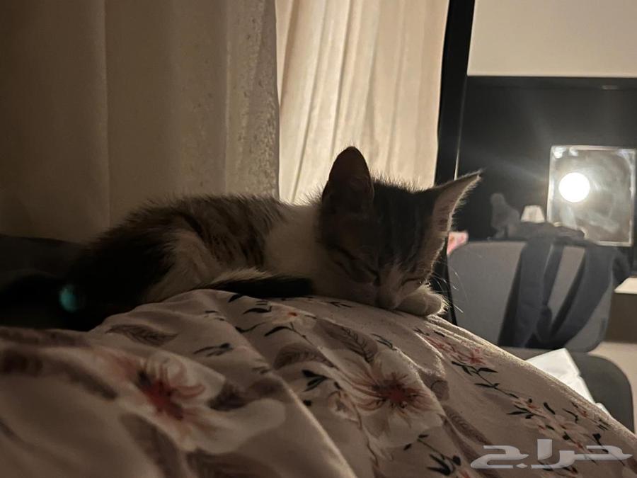 قط ذكر نظيف عمره حول الشهرين64397700790914111