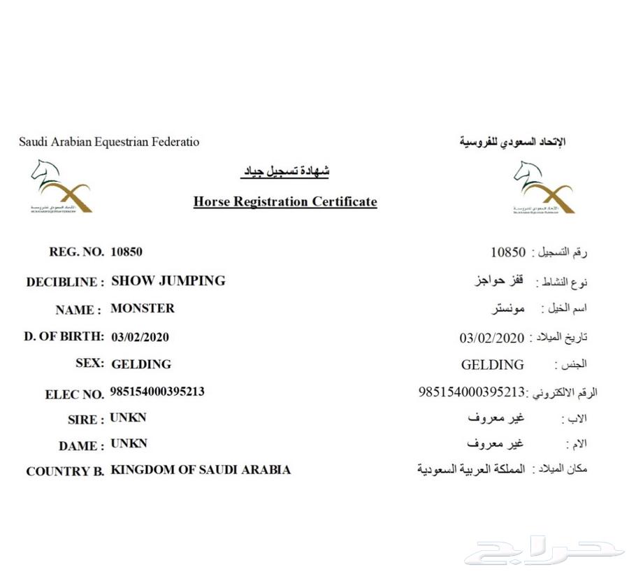 حصان قفز انجليزي بطل64393072924417110