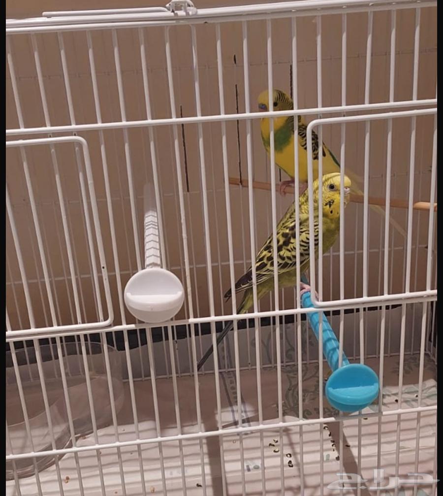 طيور حب عدد 264395615449731111