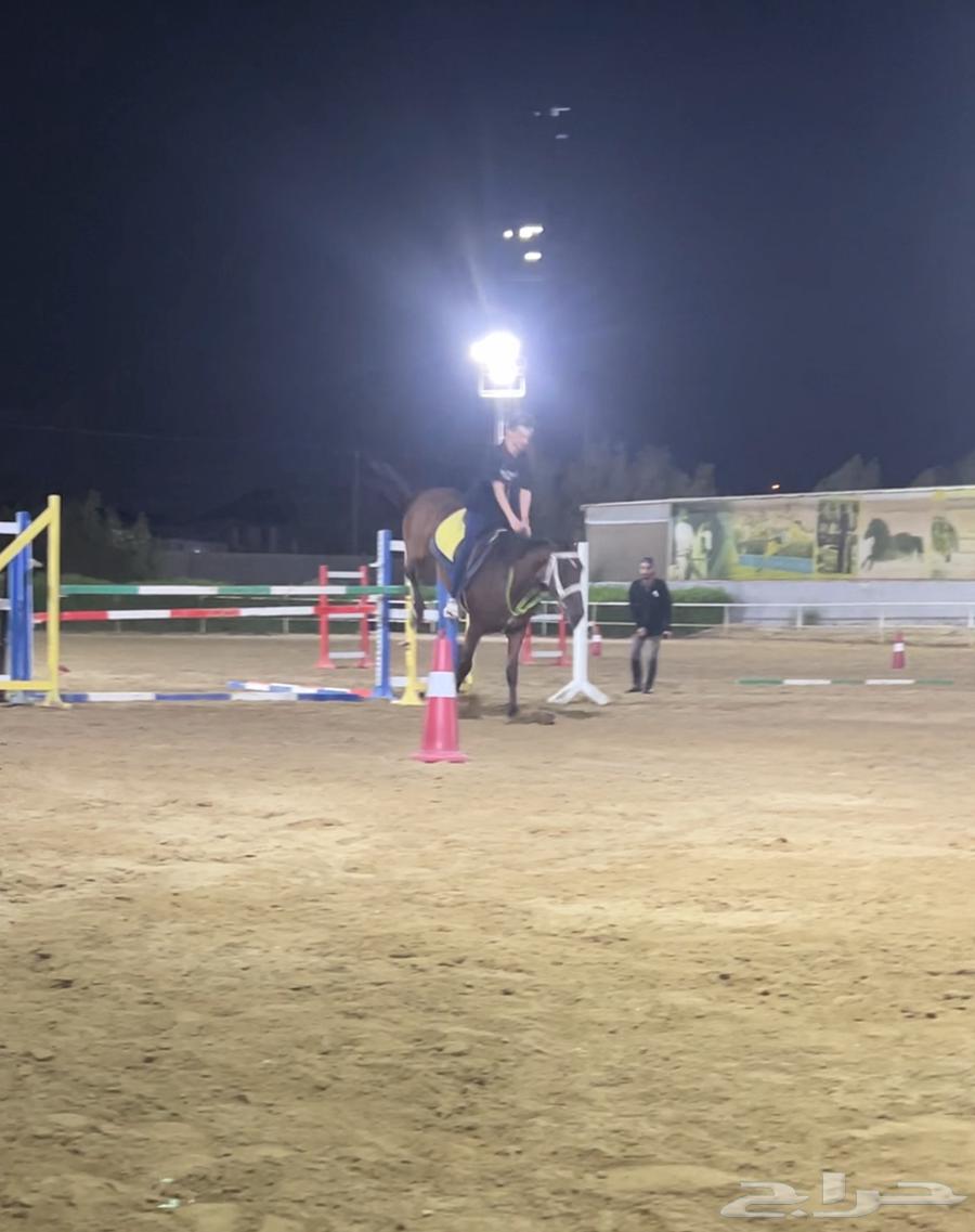 حصان قفز انجليزي بطل64393072924417112