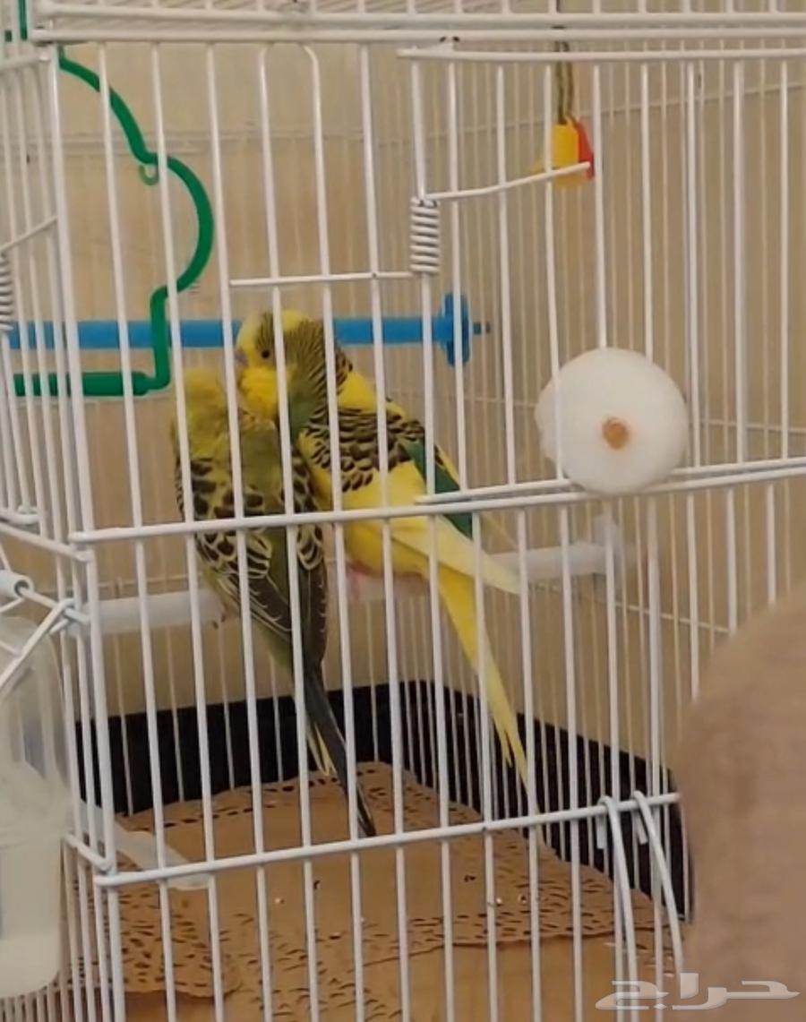 طيور حب عدد 264395615449731110