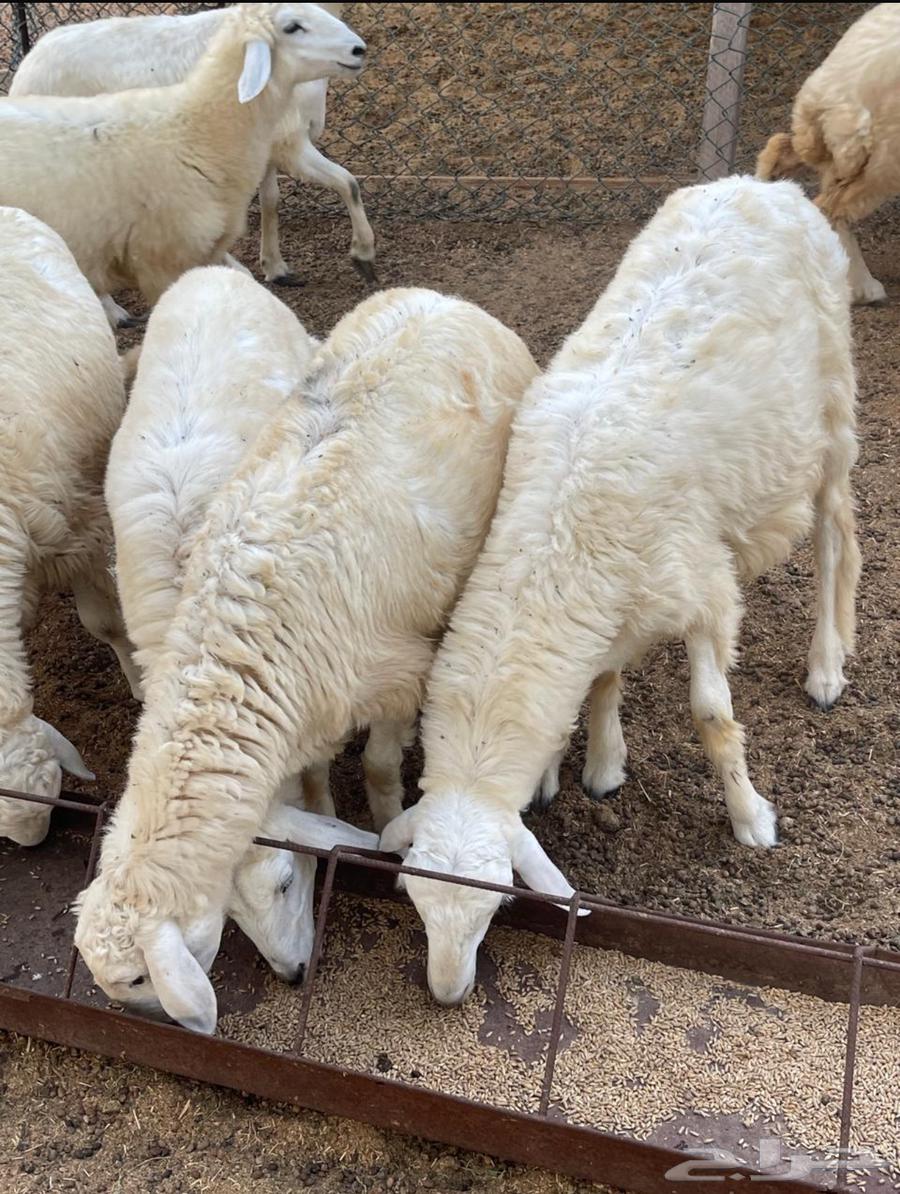 طليان ورخال حريه للبيع64393155759747112