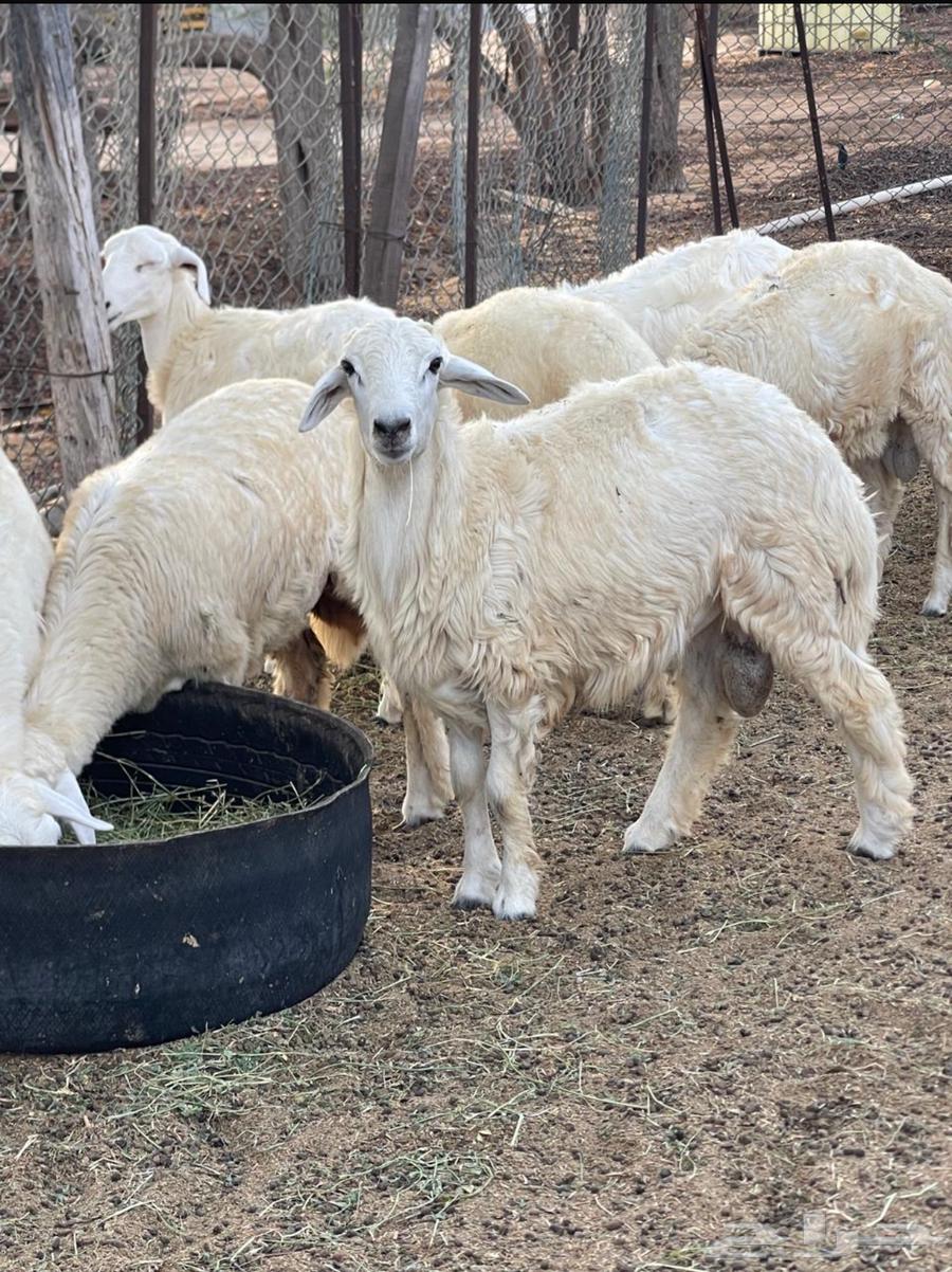 طليان ورخال حريه للبيع64393155759747111