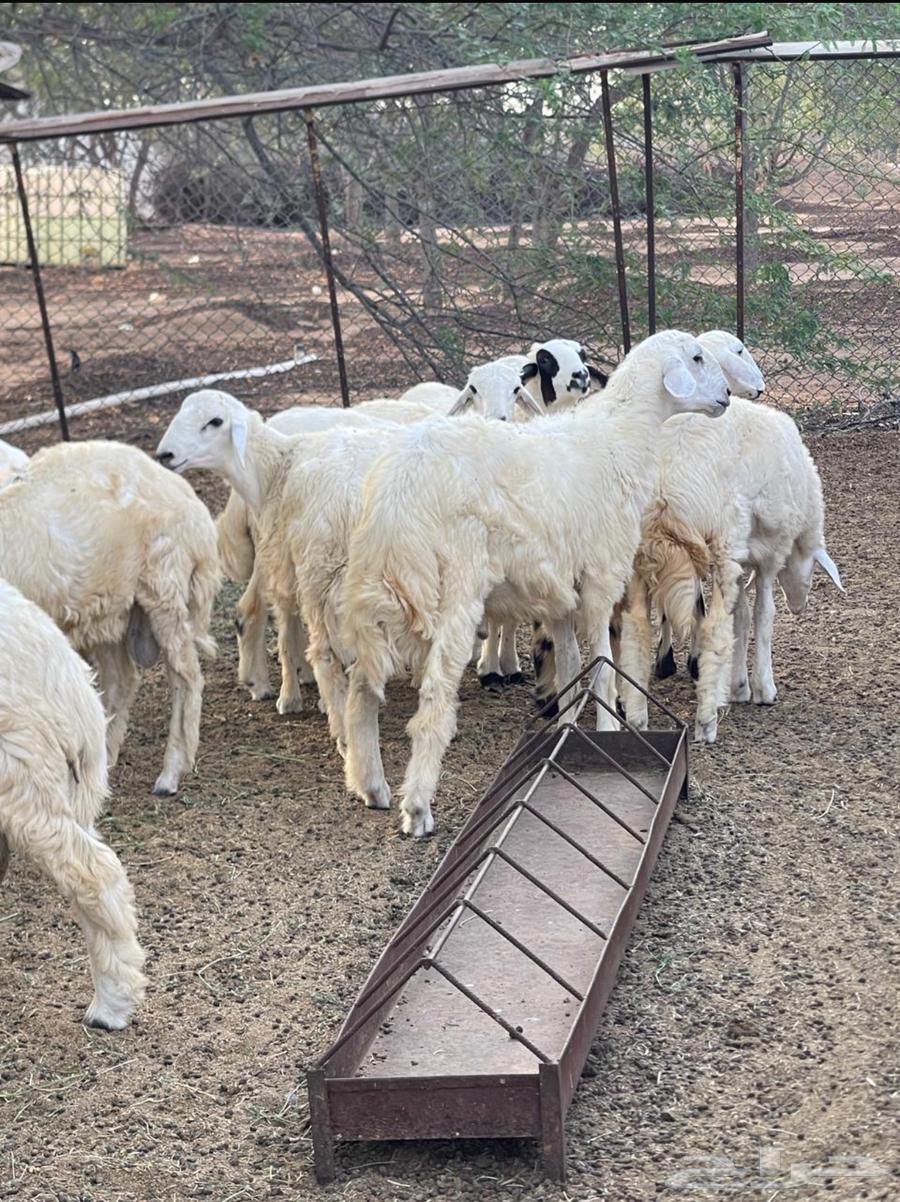 طليان ورخال حريه للبيع64393155759747110