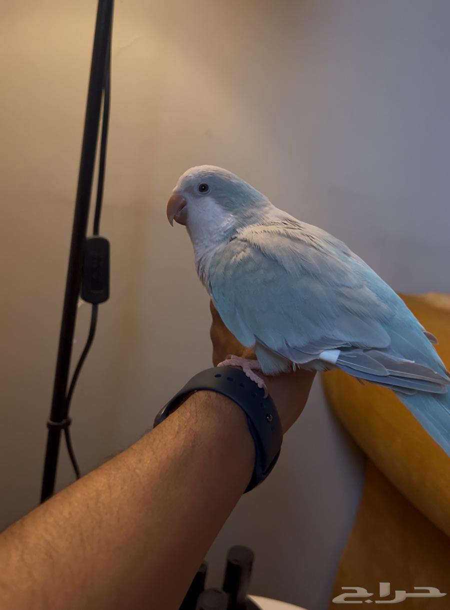 ببغاء كويكر الليف جدا مع اغراضه64399521798274112