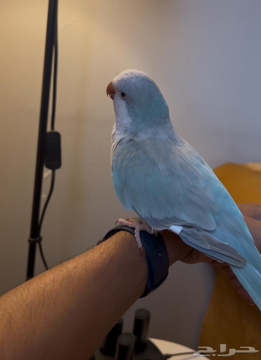 ببغاء كويكر الليف جدا مع اغراضه64399521798274113
