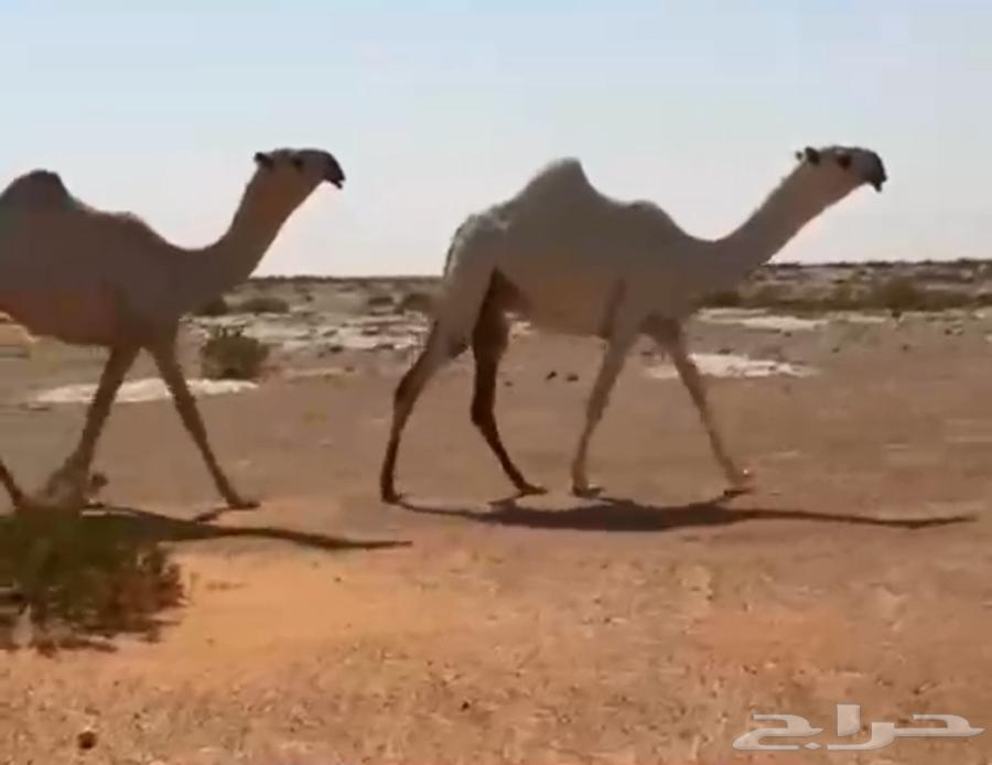 بكار مغاتير طيبه سوم جمله الثنتين 25الف64392676476673110