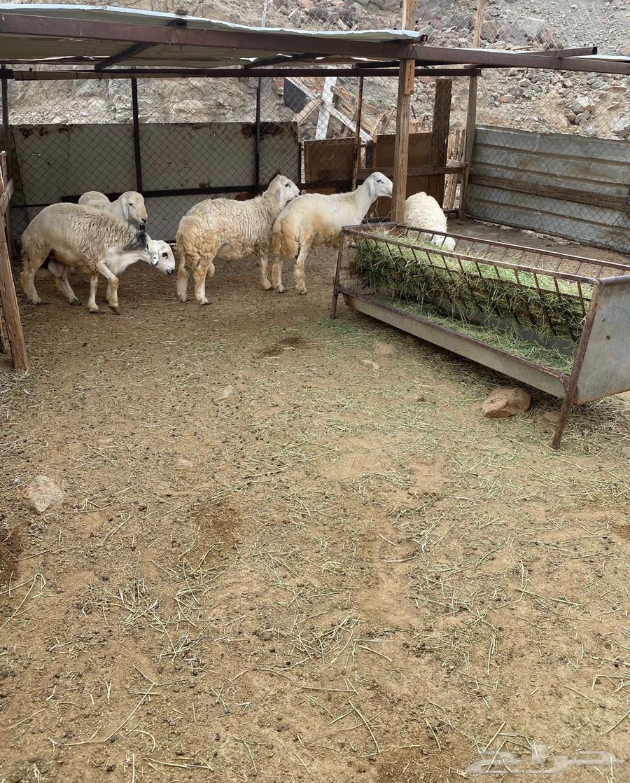 طليان للبيع64390733999235110