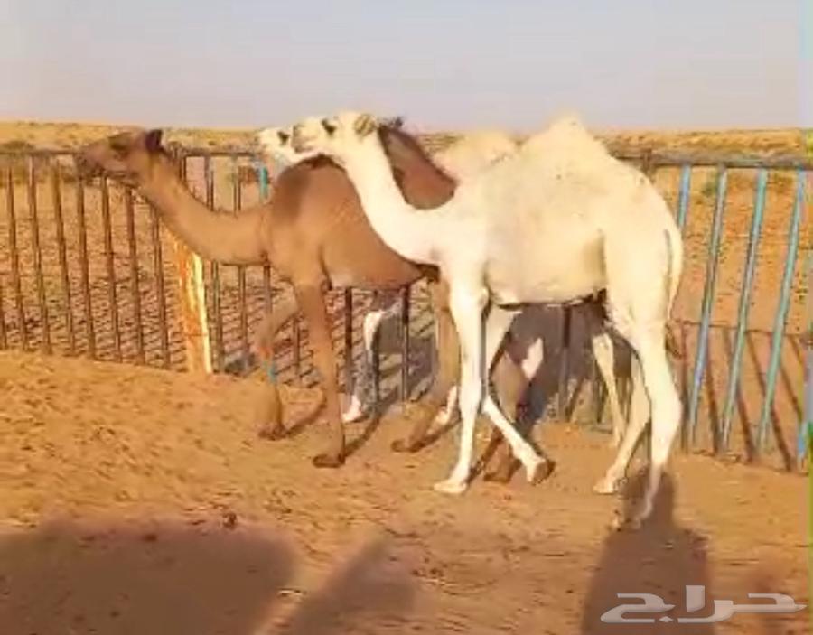 3 goats that haven't been weaned, ages 5-6 months64400883085186110