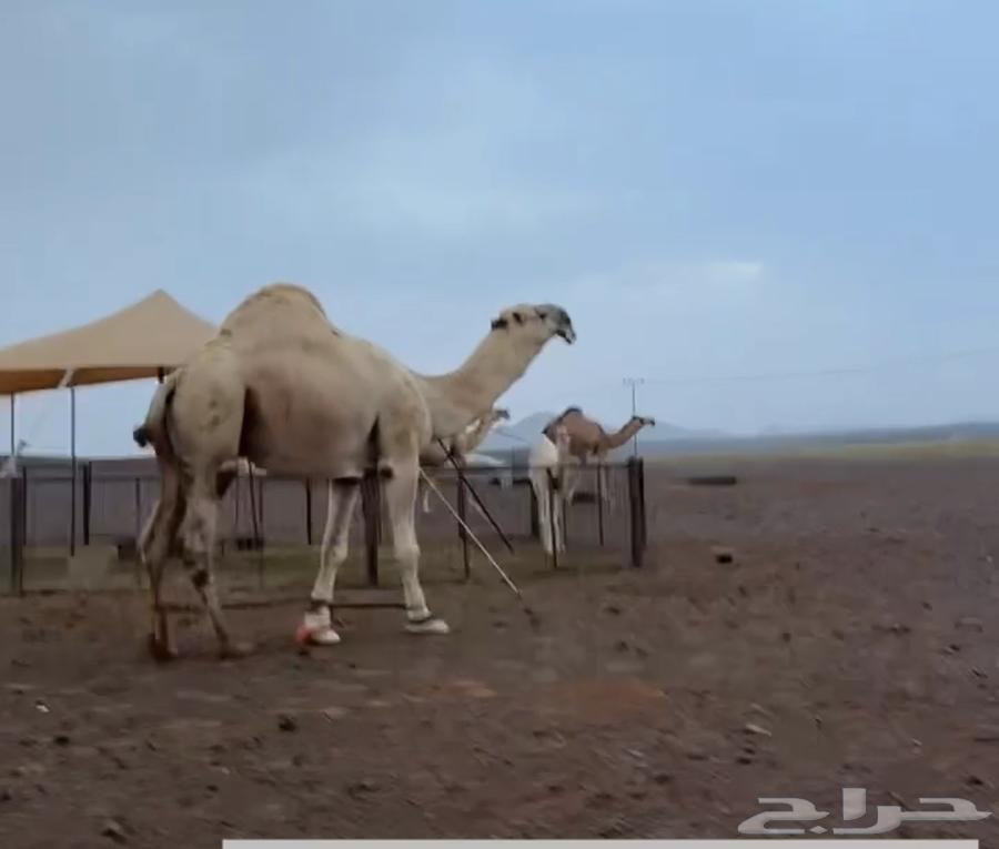 للبيع جمل رماني64396880431874110