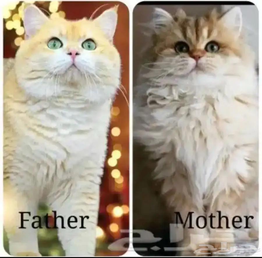 ذكر برتش شورت هير بيور NY11 من اهالي مستوردين64393873909249111