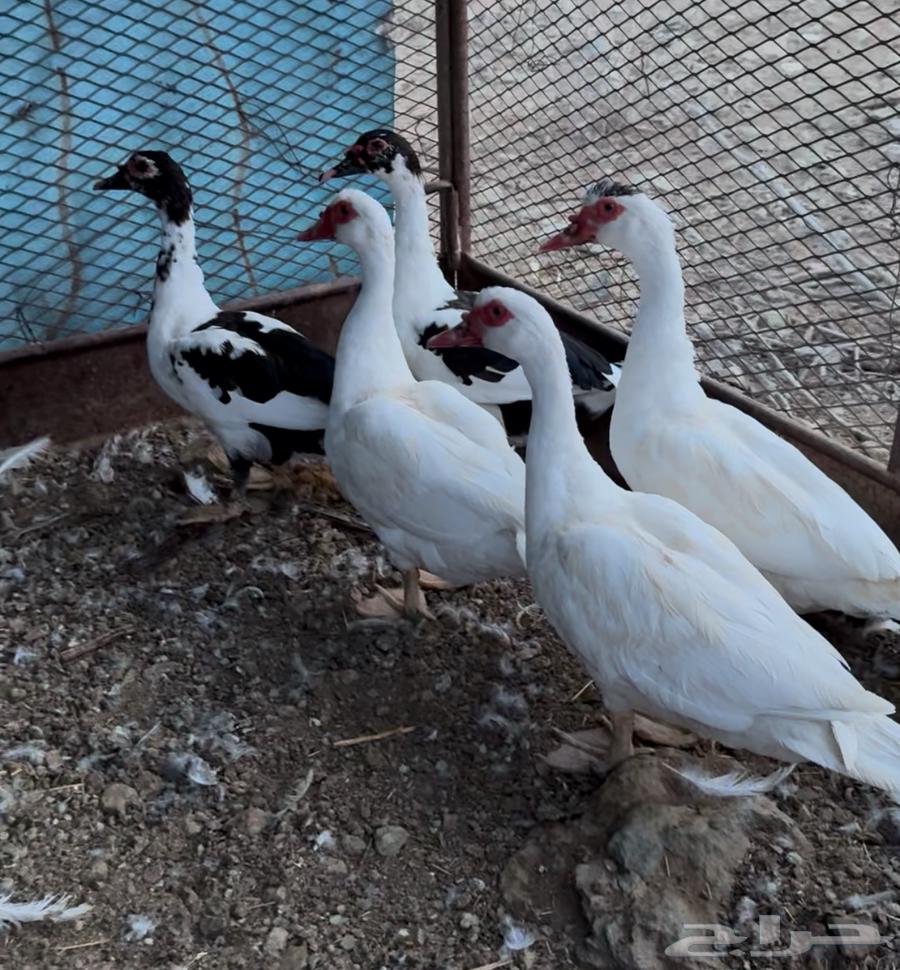 بط بلدي للبيع بصحة جيدة64398089641987111