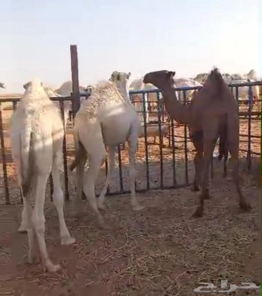 3 goats that haven't been weaned, ages 5-6 months64400883085186112